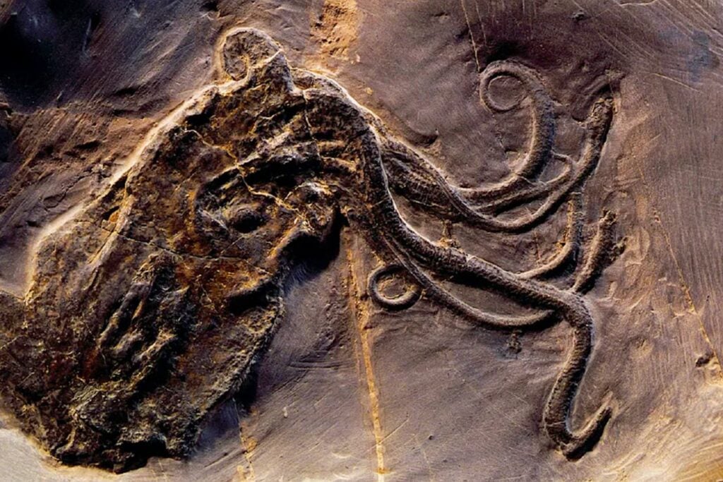 Durante 26 años, este fósil fue el pulpo más antiguo conocido. Un escáner encontró 11 diminutos “dientes” ocultos y cambió por completo su identidad