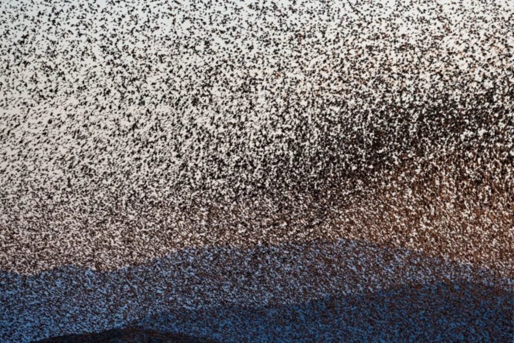 Durante más de un siglo, un neoyorquino empezó a liberar de a 100 estorninos en Central Park. Décadas después, 200 millones de aves habían conquistado Norteamérica y cambiado hasta la seguridad de los aviones