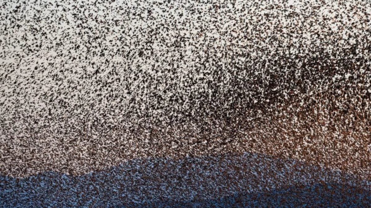 Durante más de un siglo, un neoyorquino empezó a liberar de a 100 estorninos en Central Park. Décadas después, 200 millones de aves habían conquistado Norteamérica y cambiado hasta la seguridad de los aviones