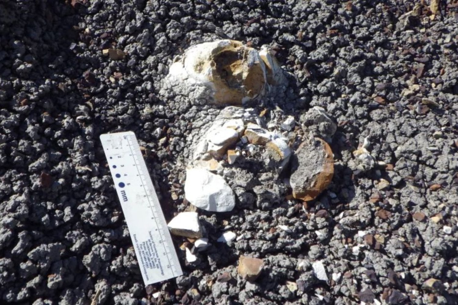 Un dinosaurio se comió un ave poco antes del asteroide y sus heces la conservaron durante 66 millones de años. Ahora, una diminuta pluma puede explicar por qué sus parientes modernos sobrevivieron al apocalipsis