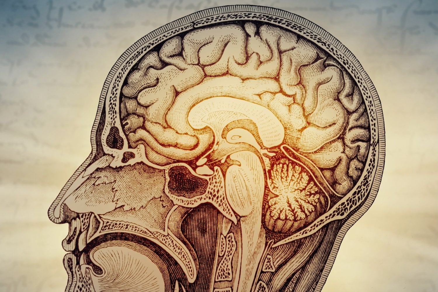 El cerebro humano parece una sola pieza. Stanford acaba de demostrar que empieza como dos sistemas distintos que nunca se mezclan