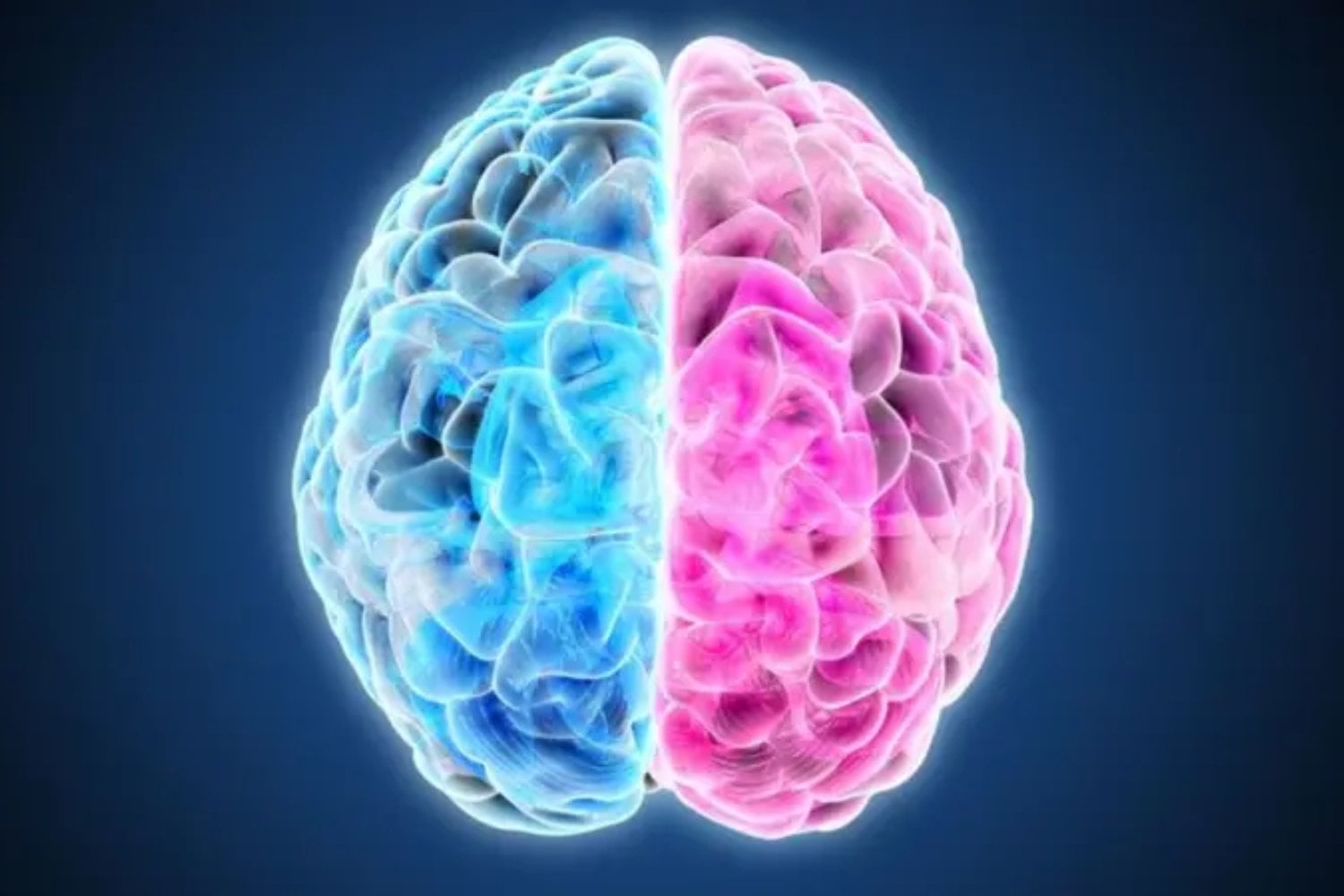 El cerebro humano parece una sola pieza. Stanford acaba de demostrar que empieza como dos sistemas distintos que nunca se mezclan