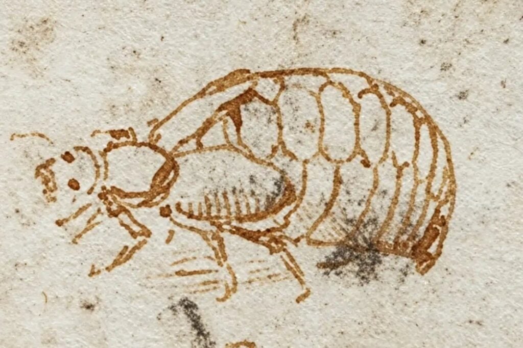 Leonardo da Vinci dejó un extraño escarabajo escondido entre sus estudios de ríos. 500 años después, los científicos creen que la pista podría estar en una sustancia afrodisíaca
