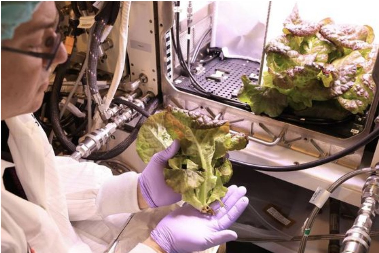 Hemos conseguido cultivar lechugas en el espacio y llevarlas hasta el plato. El problema es que pueden perder un 31% de calcio justo donde nuestros huesos más lo necesitan