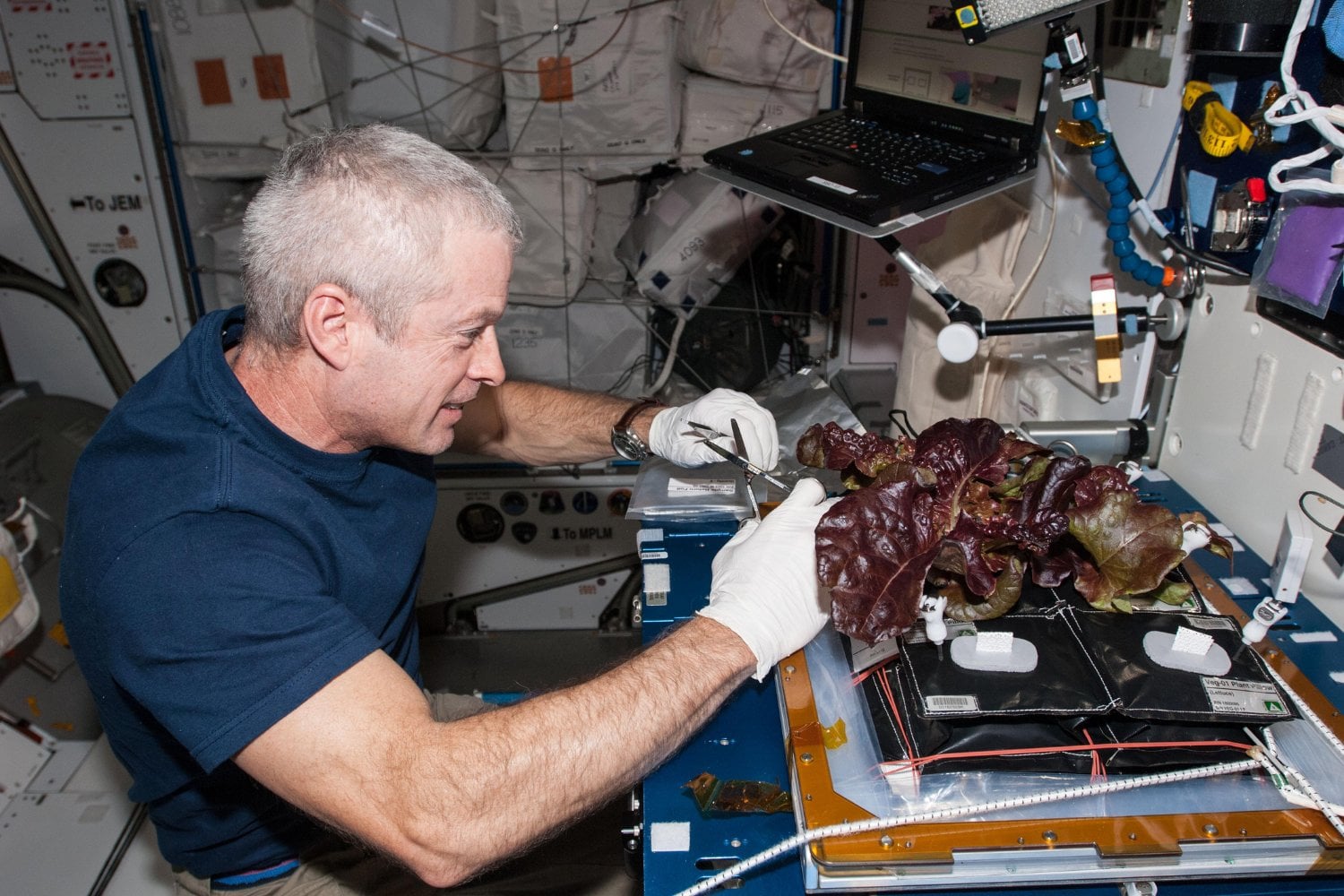 Hemos conseguido cultivar lechugas en el espacio y llevarlas hasta el plato. El problema es que pueden perder un 31% de calcio justo donde nuestros huesos más lo necesitan