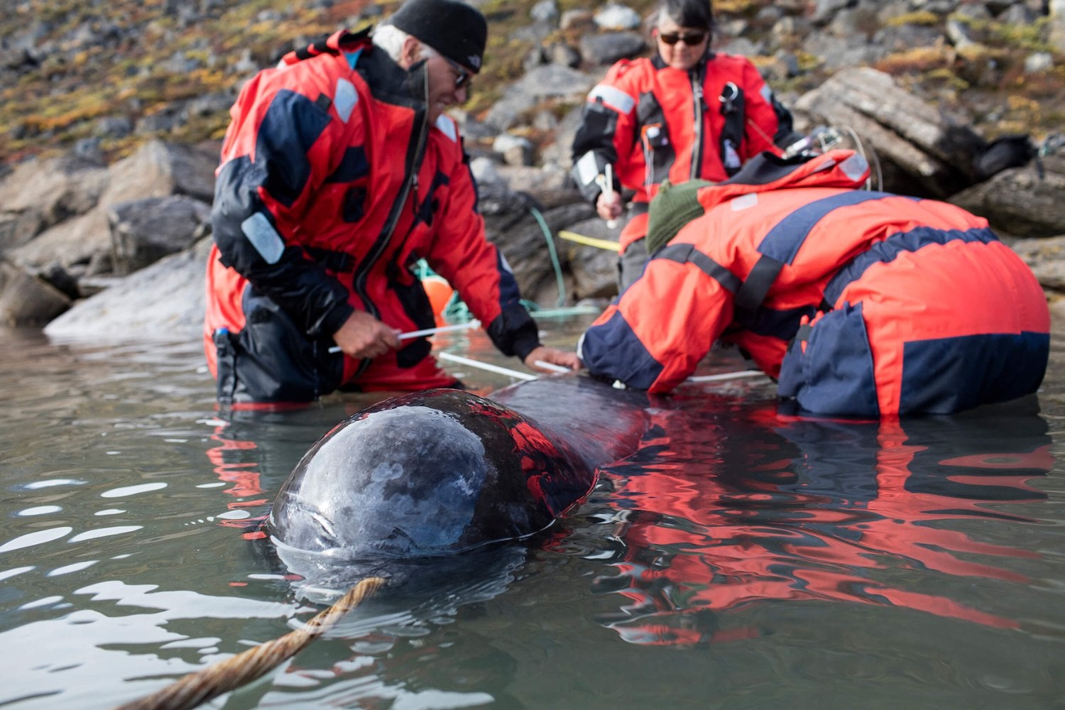 Seis narvales se sumergieron hasta 1.500 metros donde ningún barco podía llegar. Sus 2.060 mediciones revelaron una mala noticia: el agua cálida ya avanza 300 kilómetros hacia los glaciares de Groenlandia