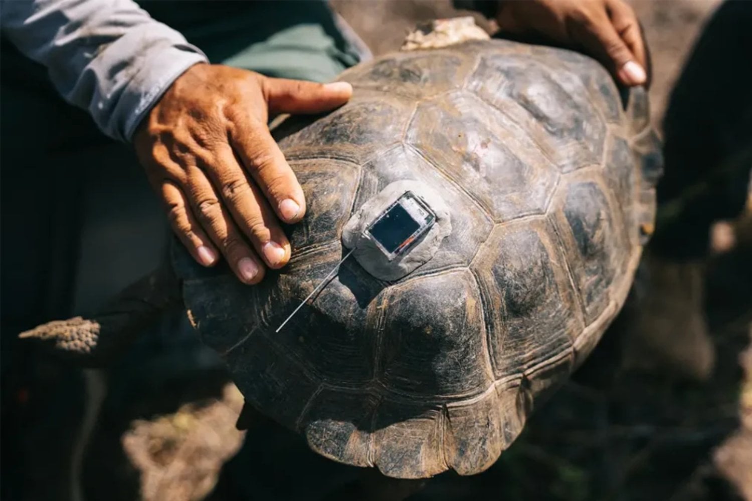 Durante 180 años, Floreana dio por perdidas a sus tortugas gigantes. Unas “alienígenas” aparecieron en otro volcán y su ADN acaba de devolver 158 descendientes a casa