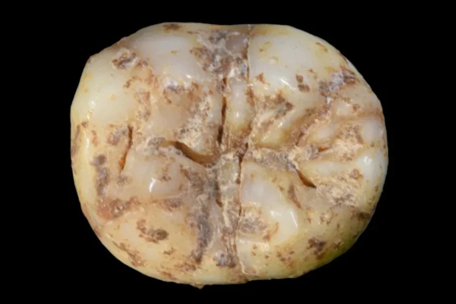 Durante años los denisovanos fueron poco más que un puñado de huesos y ADN antiguo. Una cueva en China acaba de cambiarlo todo: 1.366 herramientas revelan cómo cazaban, comían y sobrevivían nuestros misteriosos primos humanos