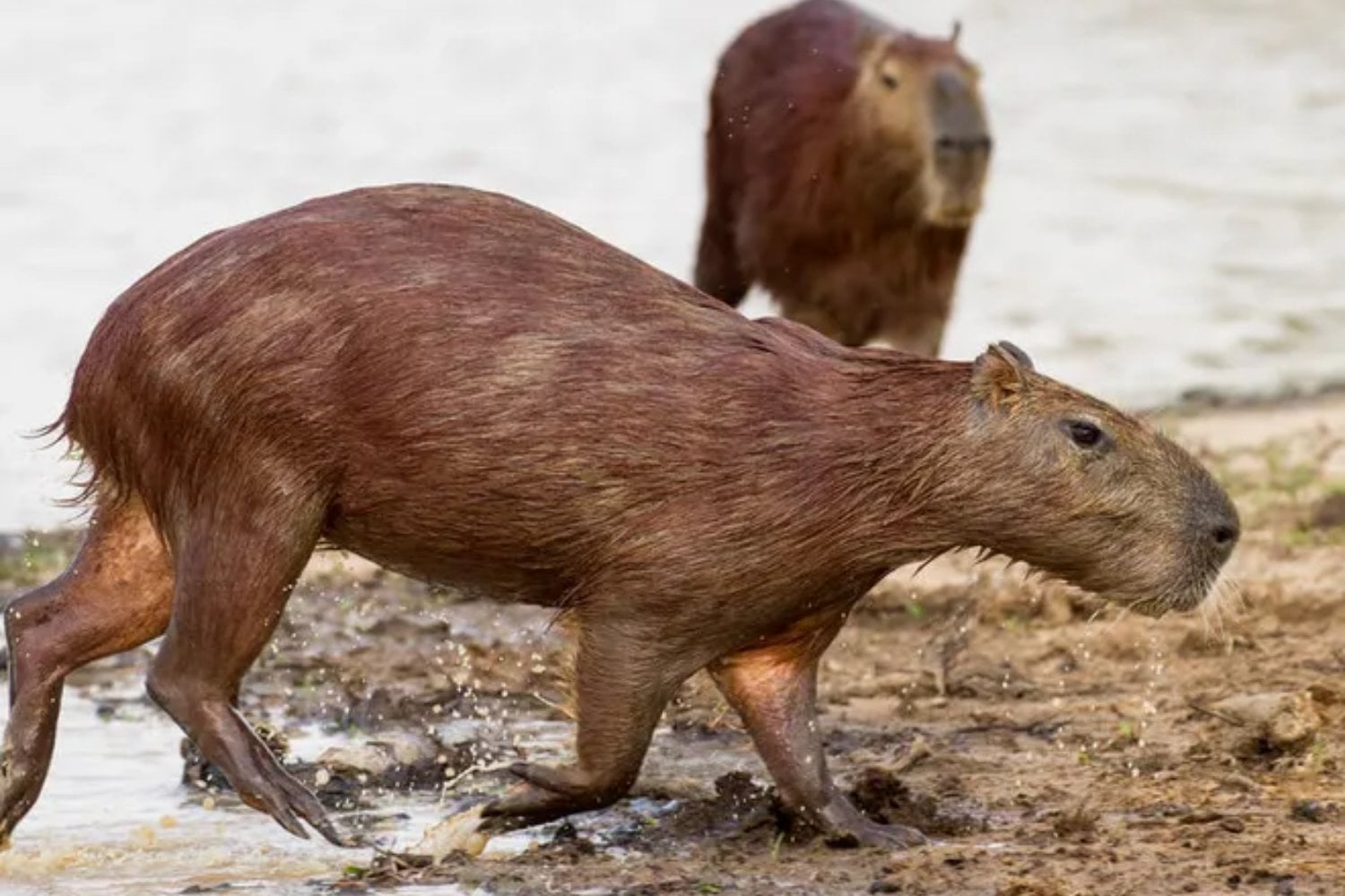 Hace 8,8 millones de años, uno de los lugares más secos de la Tierra tenía capibaras. Un diminuto diente fósil acaba de revelar un Atacama completamente distinto