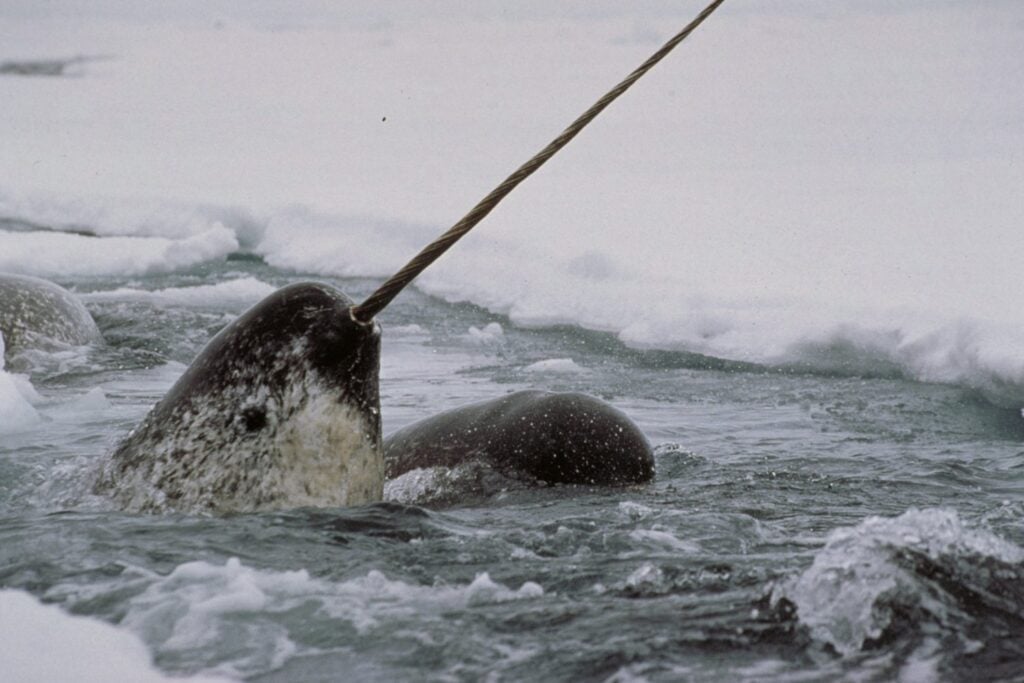 Seis narvales se sumergieron hasta 1.500 metros donde ningún barco podía llegar. Sus 2.060 mediciones revelaron una mala noticia: el agua cálida ya avanza 300 kilómetros hacia los glaciares de Groenlandia