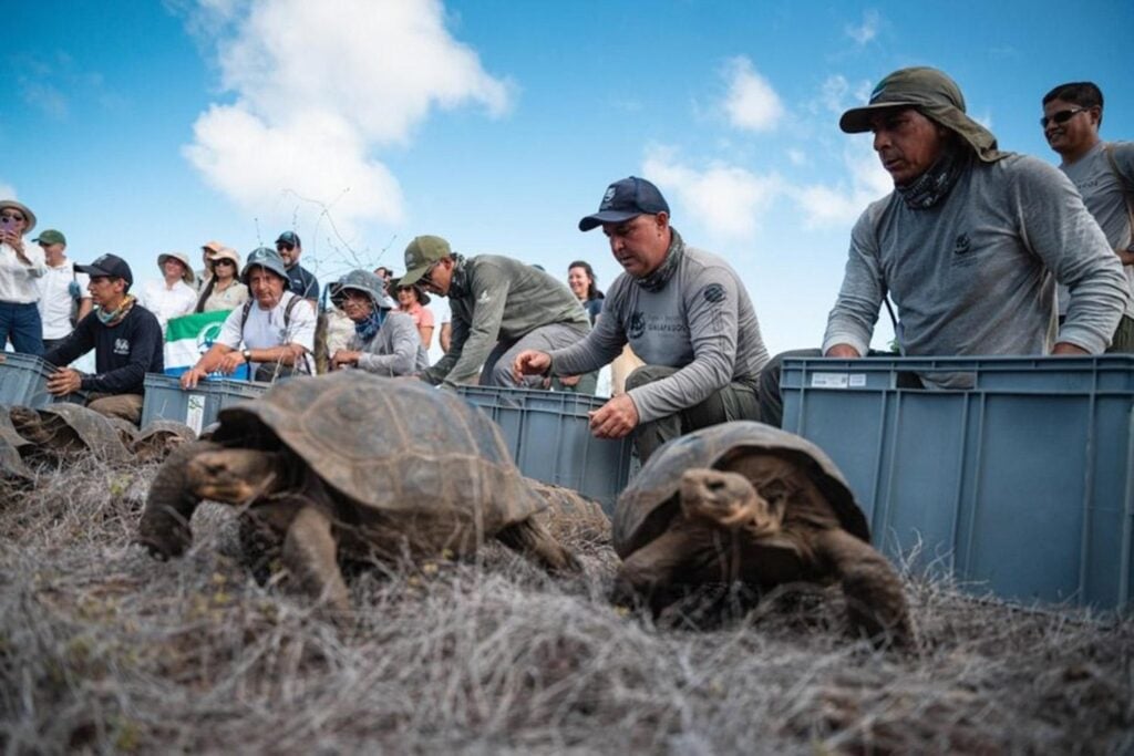 Durante 180 años, Floreana dio por perdidas a sus tortugas gigantes. Unas “alienígenas” aparecieron en otro volcán y su ADN acaba de devolver 158 descendientes a casa