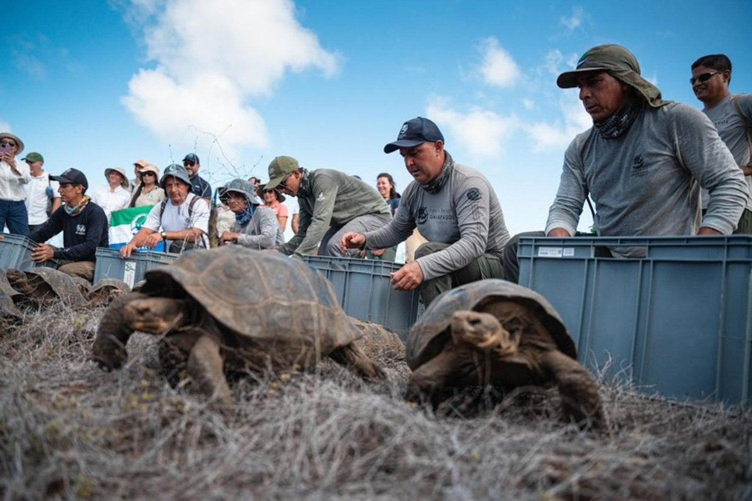 Durante 180 años, Floreana dio por perdidas a sus tortugas gigantes. Unas “alienígenas” aparecieron en otro volcán y su ADN acaba de devolver 158 descendientes a casa