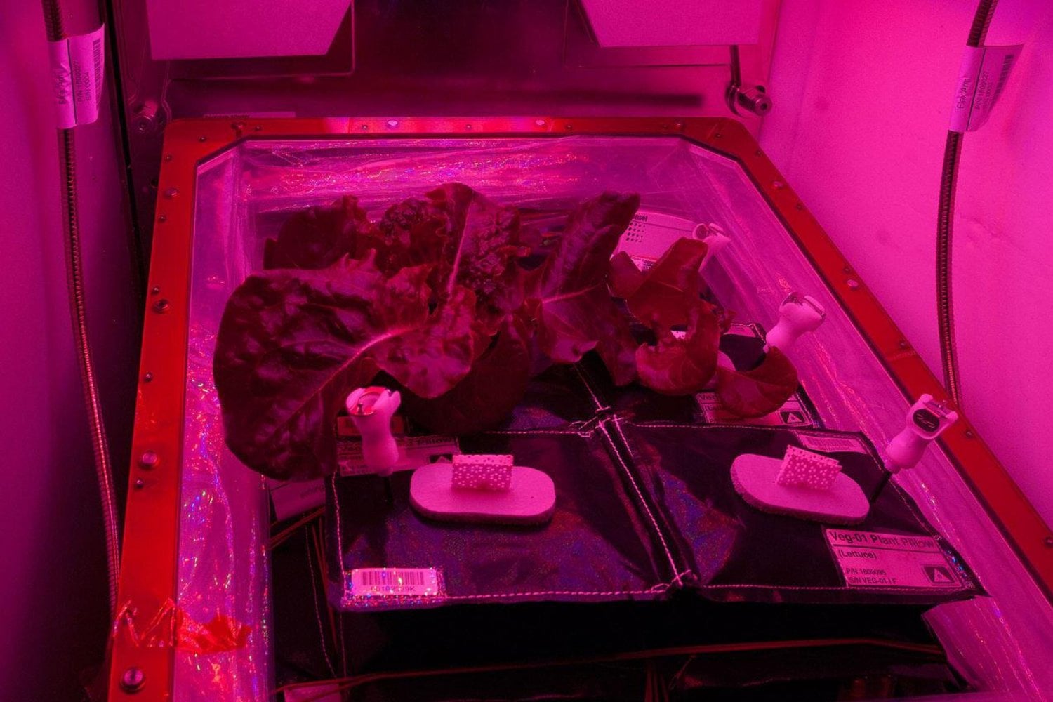 Hemos conseguido cultivar lechugas en el espacio y llevarlas hasta el plato. El problema es que pueden perder un 31% de calcio justo donde nuestros huesos más lo necesitan