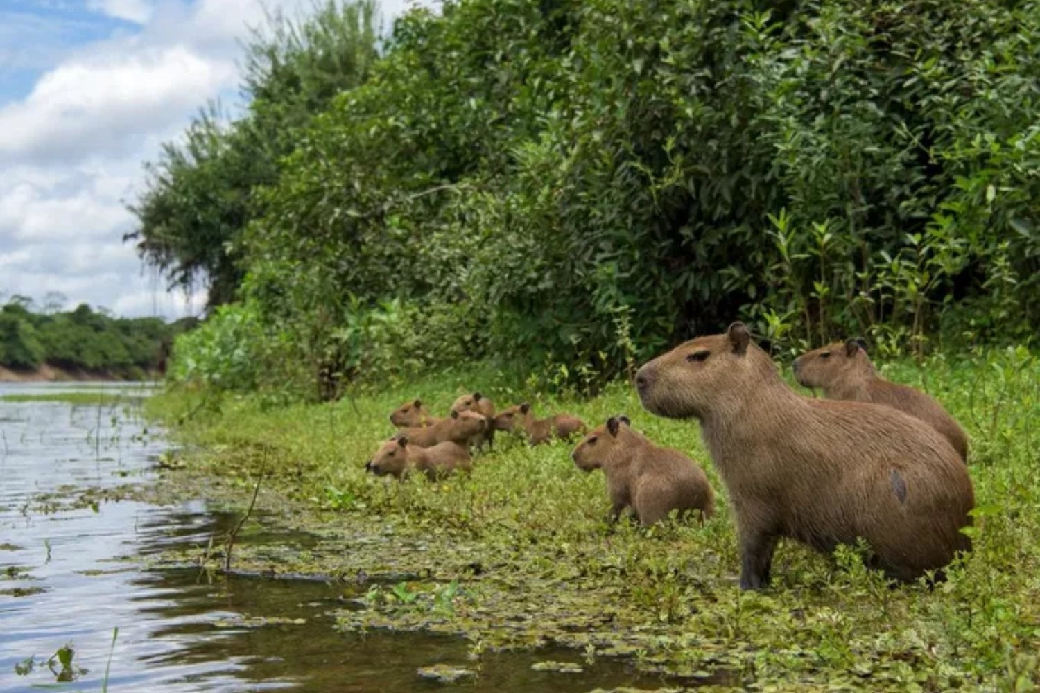 Hace 8,8 millones de años, uno de los lugares más secos de la Tierra tenía capibaras. Un diminuto diente fósil acaba de revelar un Atacama completamente distinto