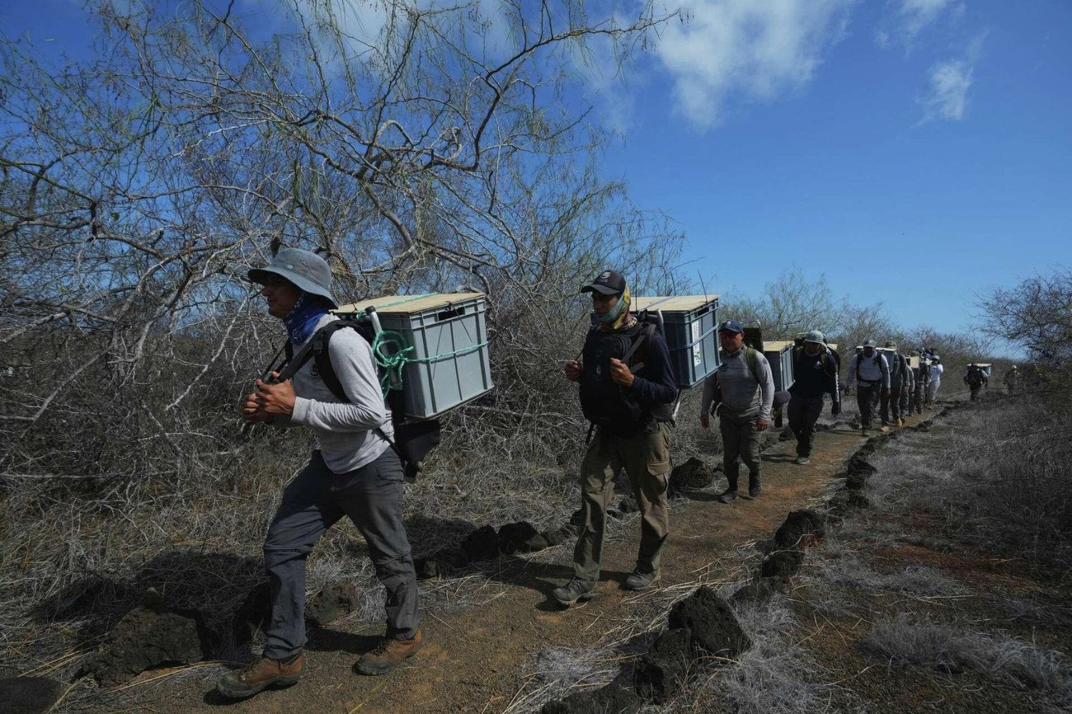 Durante 180 años, Floreana dio por perdidas a sus tortugas gigantes. Unas “alienígenas” aparecieron en otro volcán y su ADN acaba de devolver 158 descendientes a casa