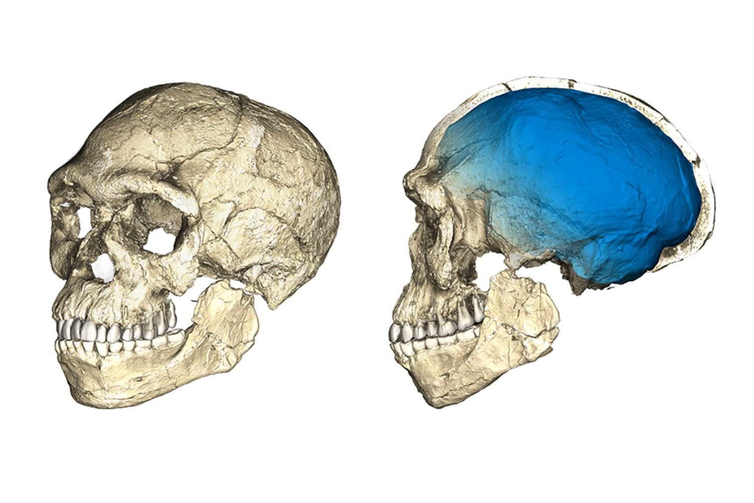 Durante décadas imaginamos que un salto repentino nos convirtió en humanos modernos. Una revisión de fósiles, genes y herramientas sostiene que ese “momento Eureka” nunca ocurrió y deja al Homo sapiens sin una fecha exacta de nacimiento