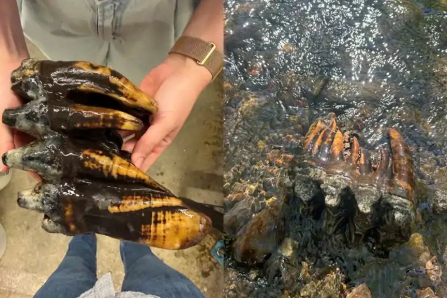 Parecía una simple roca atrapada en el fondo de un arroyo de California. En realidad era el enorme molar de un mastodonte que caminó por allí hace unos 10.000 años y quedó conservado casi a la perfección