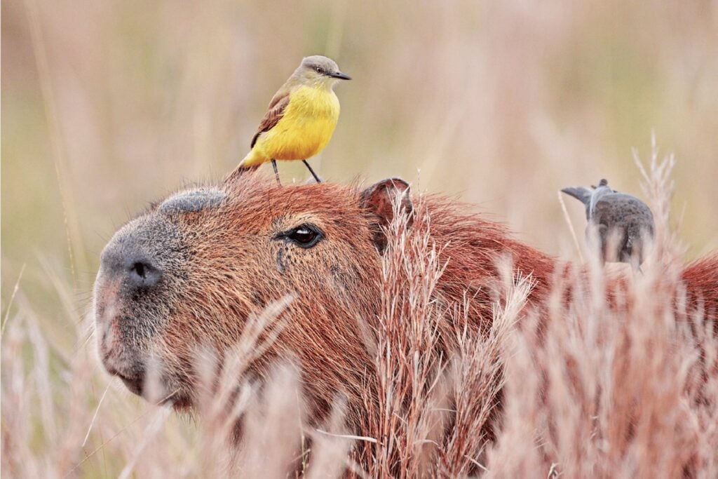 Hace 8,8 millones de años, uno de los lugares más secos de la Tierra tenía capibaras. Un diminuto diente fósil acaba de revelar un Atacama completamente distinto
