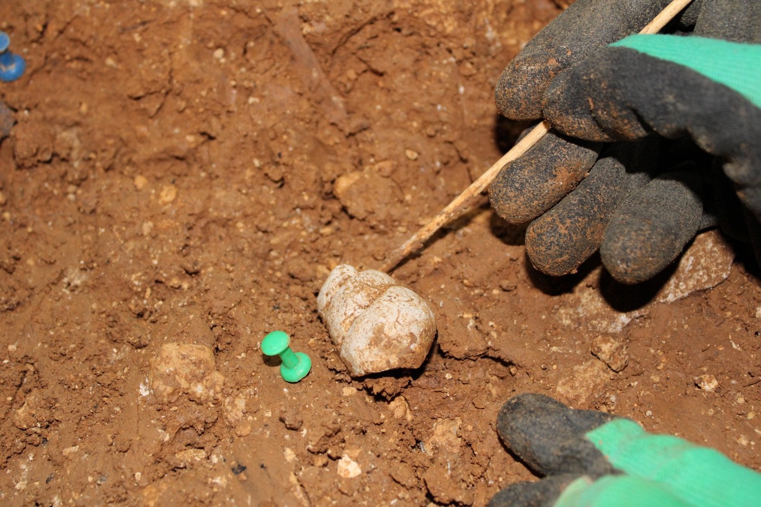 Hace 46.000 años, los neandertales de Burgos encontraron una cueva a la que no dejaron de volver durante generaciones. Los 140 metros excavados revelan que aquello era mucho más que un refugio
