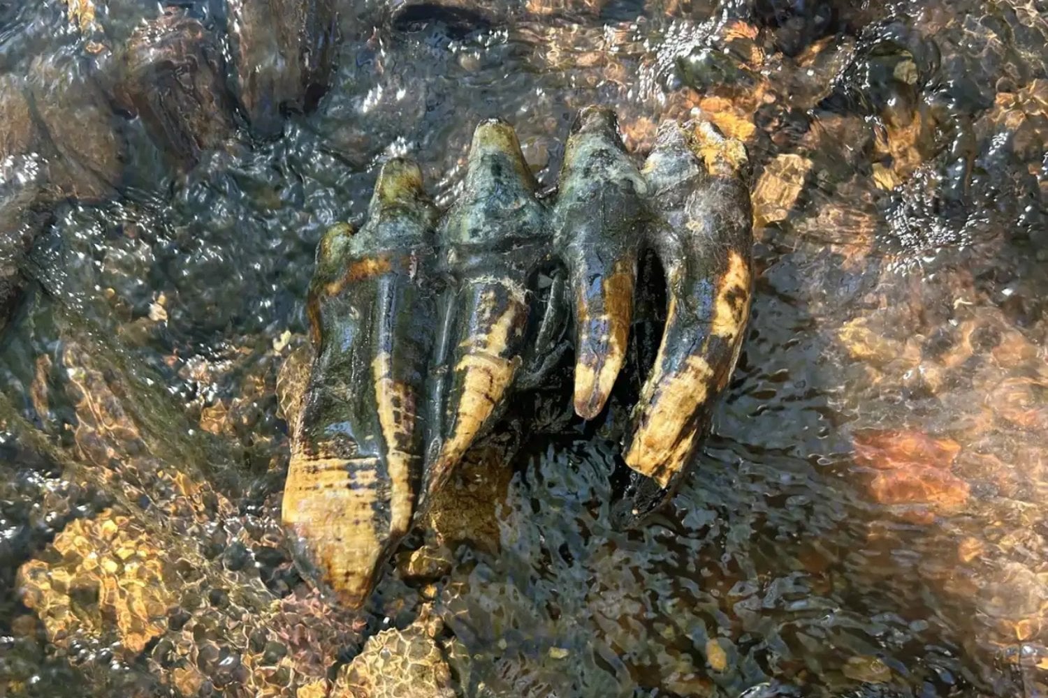 Parecía una simple roca atrapada en el fondo de un arroyo de California. En realidad era el enorme molar de un mastodonte que caminó por allí hace unos 10.000 años y quedó conservado casi a la perfección