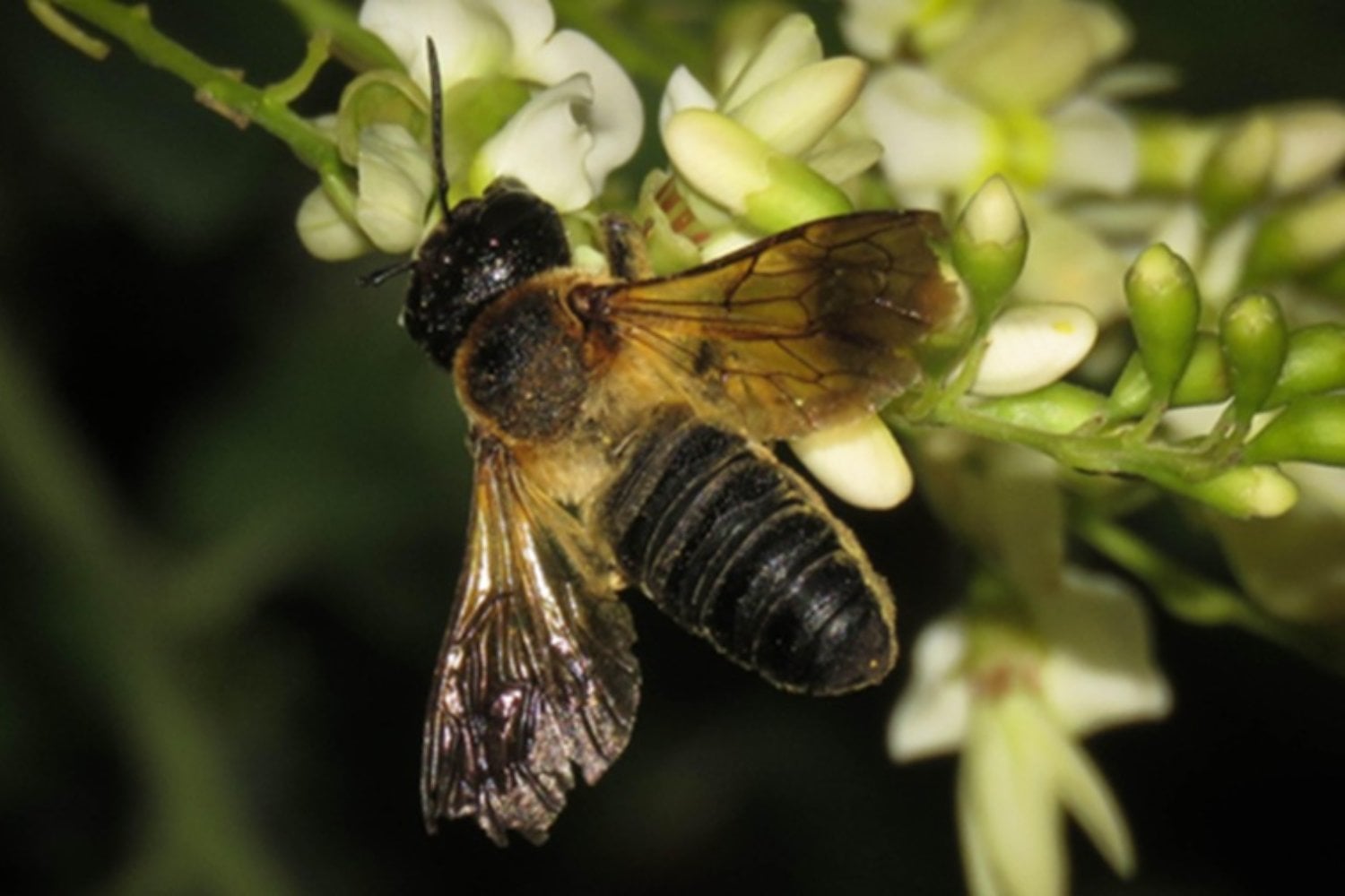 Europa tiene una primera abeja invasora y un árbol ornamental le está allanando el camino. Solo en Barcelona se han encontrado unos 11.000 ejemplares y la preocupación es alta