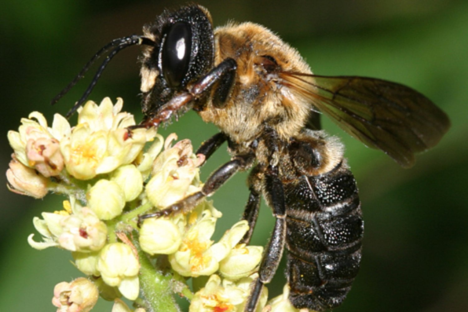 Europa tiene una primera abeja invasora y un árbol ornamental le está allanando el camino. Solo en Barcelona se han encontrado unos 11.000 ejemplares y la preocupación es alta