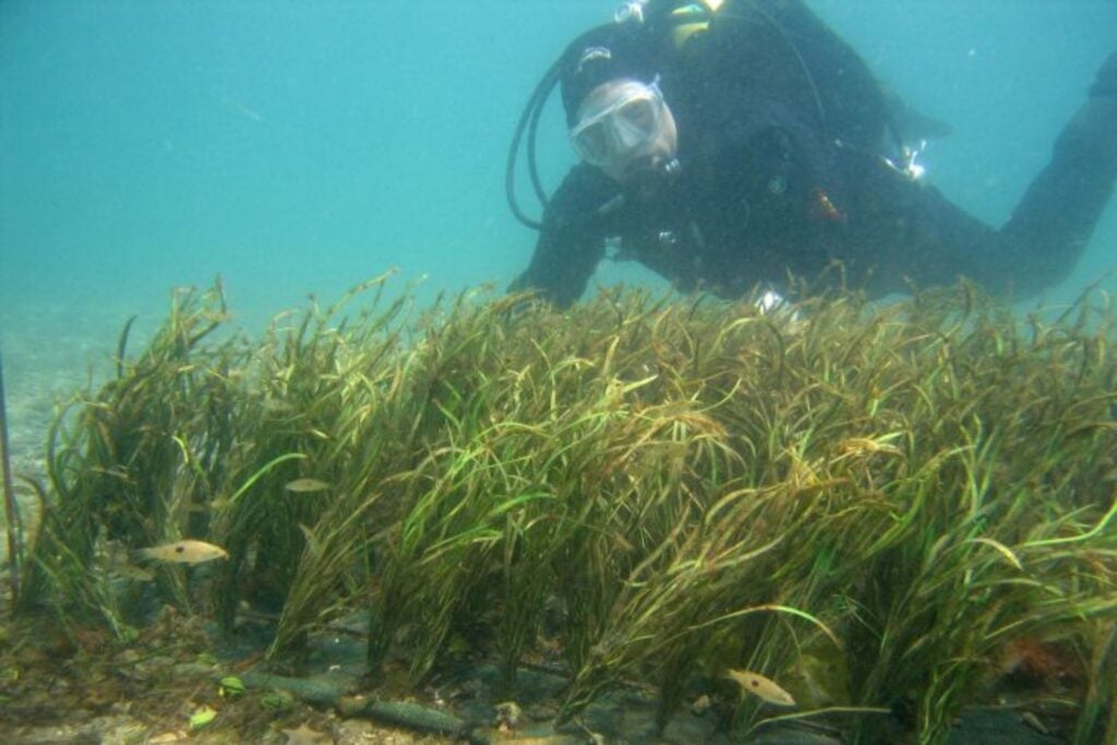 Científicos plantaron una pradera de plástico en el fondo del mar para ver qué hacían los peces. Más de 19 especies se instalaron allí y dejaron una pista inesperada sobre lo que realmente buscan en un ecosistema