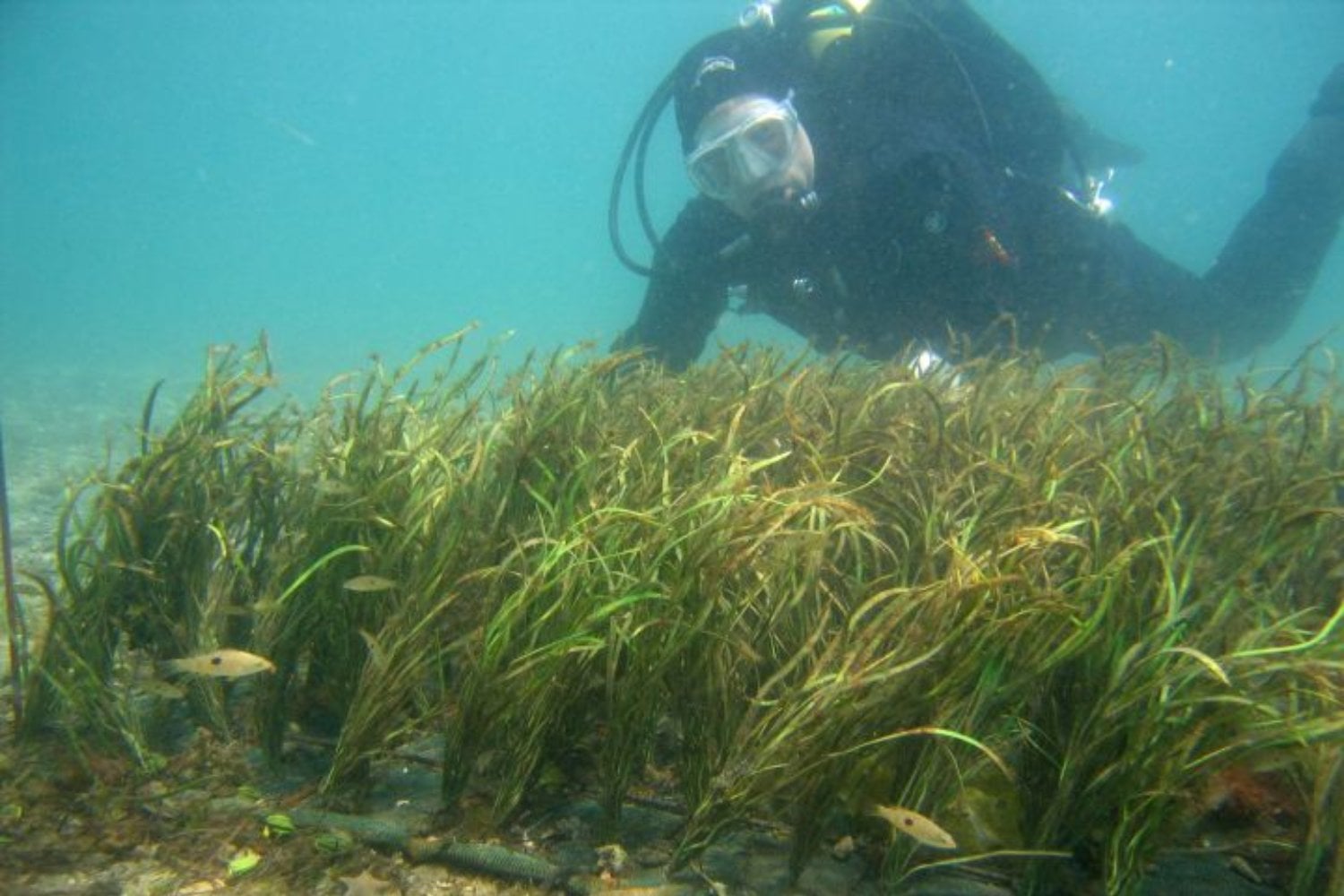 Científicos plantaron una pradera de plástico en el fondo del mar para ver qué hacían los peces. Más de 19 especies se instalaron allí y dejaron una pista inesperada sobre lo que realmente buscan en un ecosistema