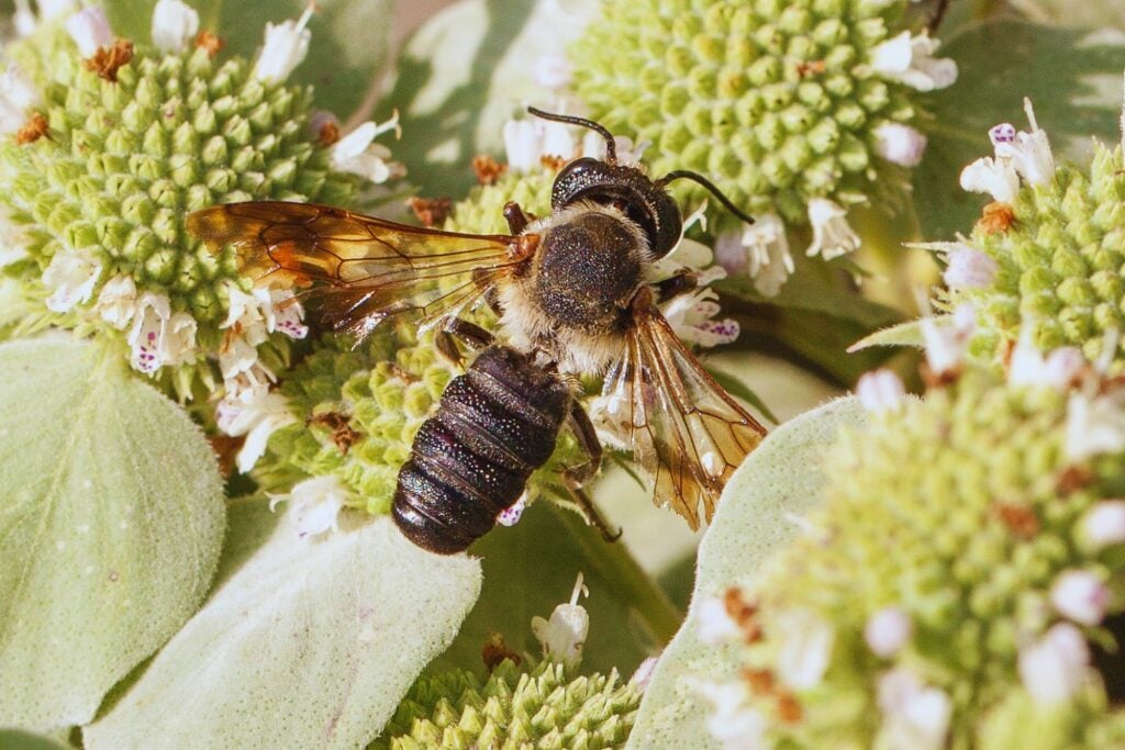 Europa tiene una primera abeja invasora y un árbol ornamental le está allanando el camino. Solo en Barcelona se han encontrado unos 11.000 ejemplares y la preocupación es alta