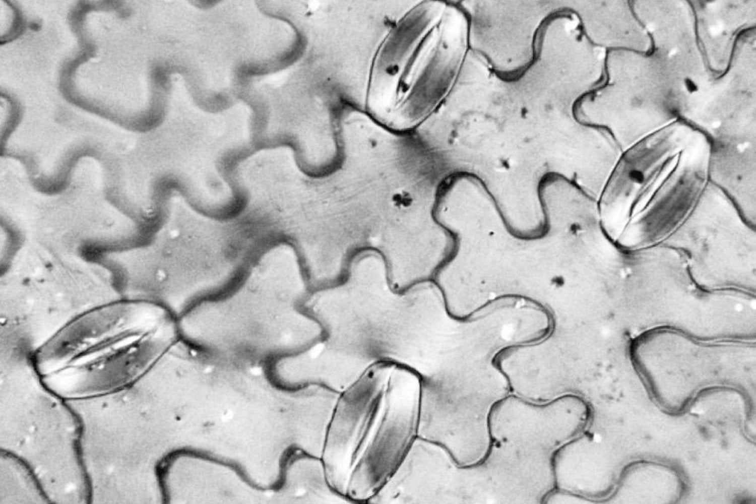 Las plantas no pueden escapar cuando llega una ola de calor, así que aprendieron a hacer algo parecido a “sudar”. Ahora sabemos qué interruptor molecular les permite hacerlo