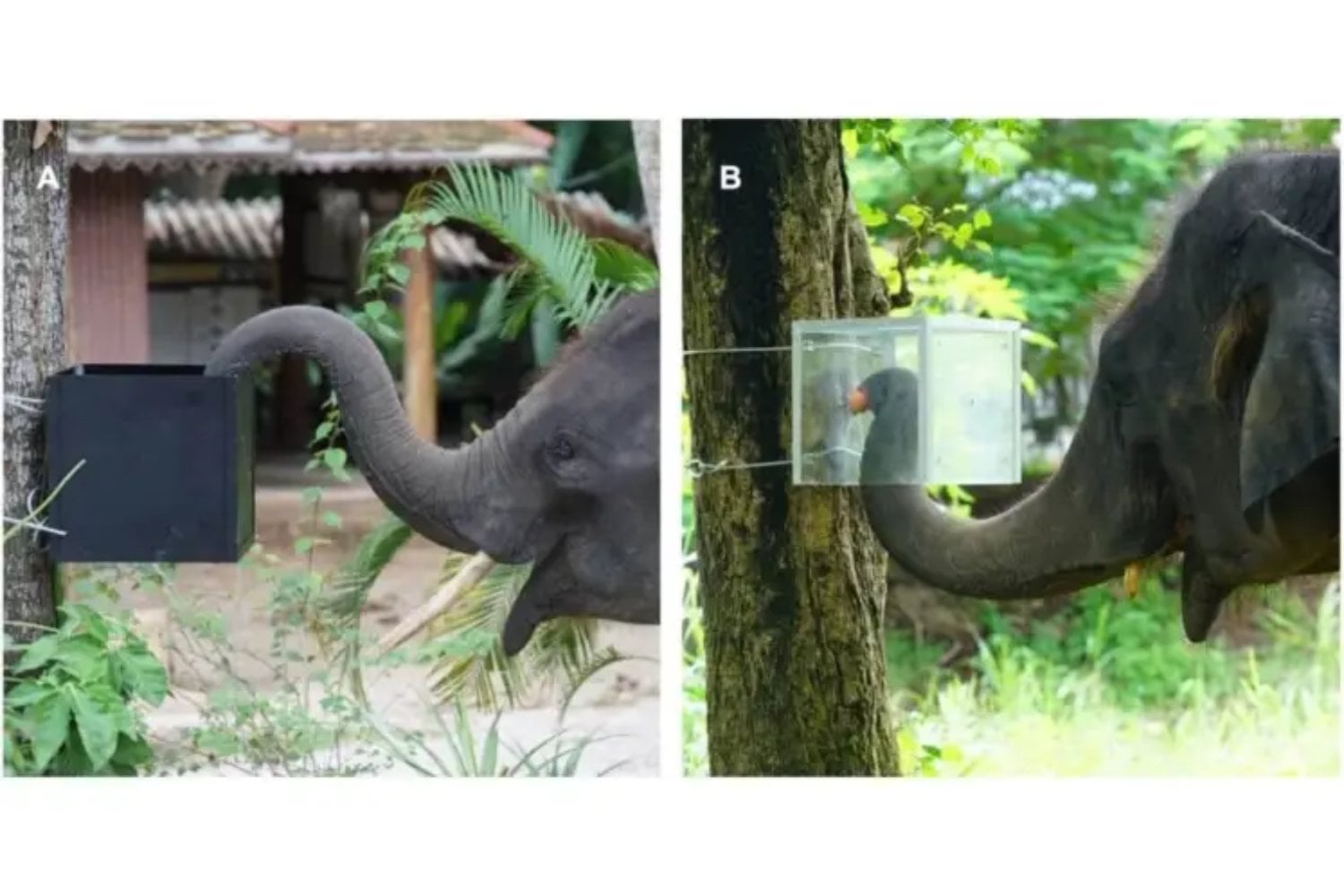 Los elefantes no solo recuerdan qué funciona: también saben dejar de hacerlo cuando deja de servir. Un experimento en Tailandia acaba de revelar una forma de autocontrol que hasta ahora apenas habíamos podido medir