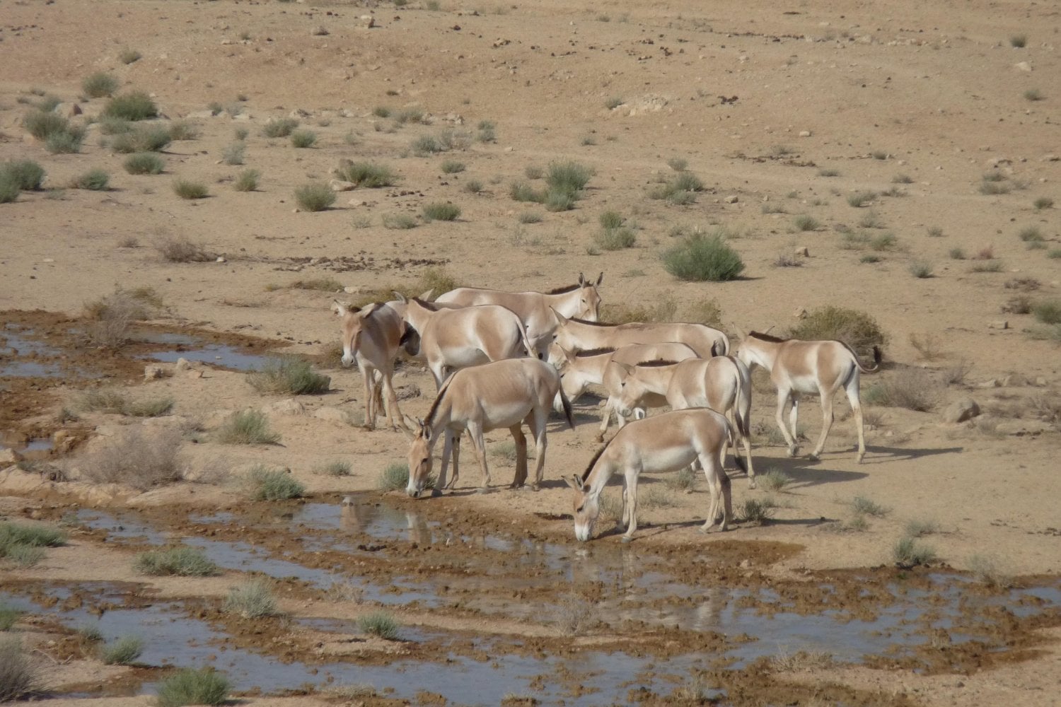 En 1982 Israel empezó a liberar 28 asnos salvajes en pleno desierto del Néguev. Cuatro décadas después son más de 300 y han recolonizado un territorio del que habían desaparecido