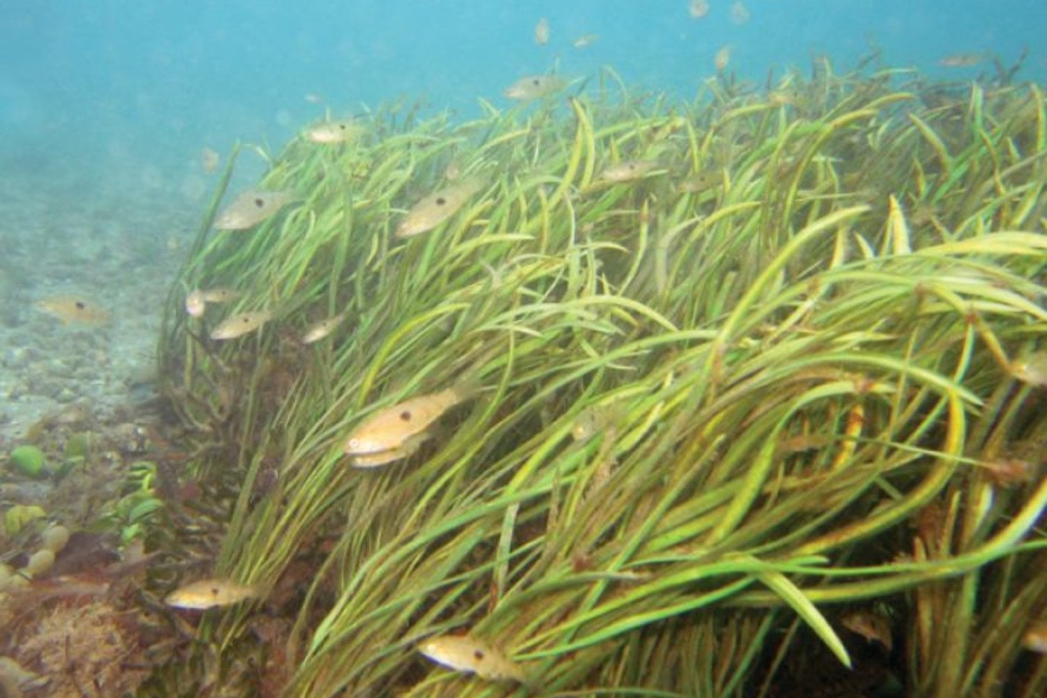 Científicos plantaron una pradera de plástico en el fondo del mar para ver qué hacían los peces. Más de 19 especies se instalaron allí y dejaron una pista inesperada sobre lo que realmente buscan en un ecosistema