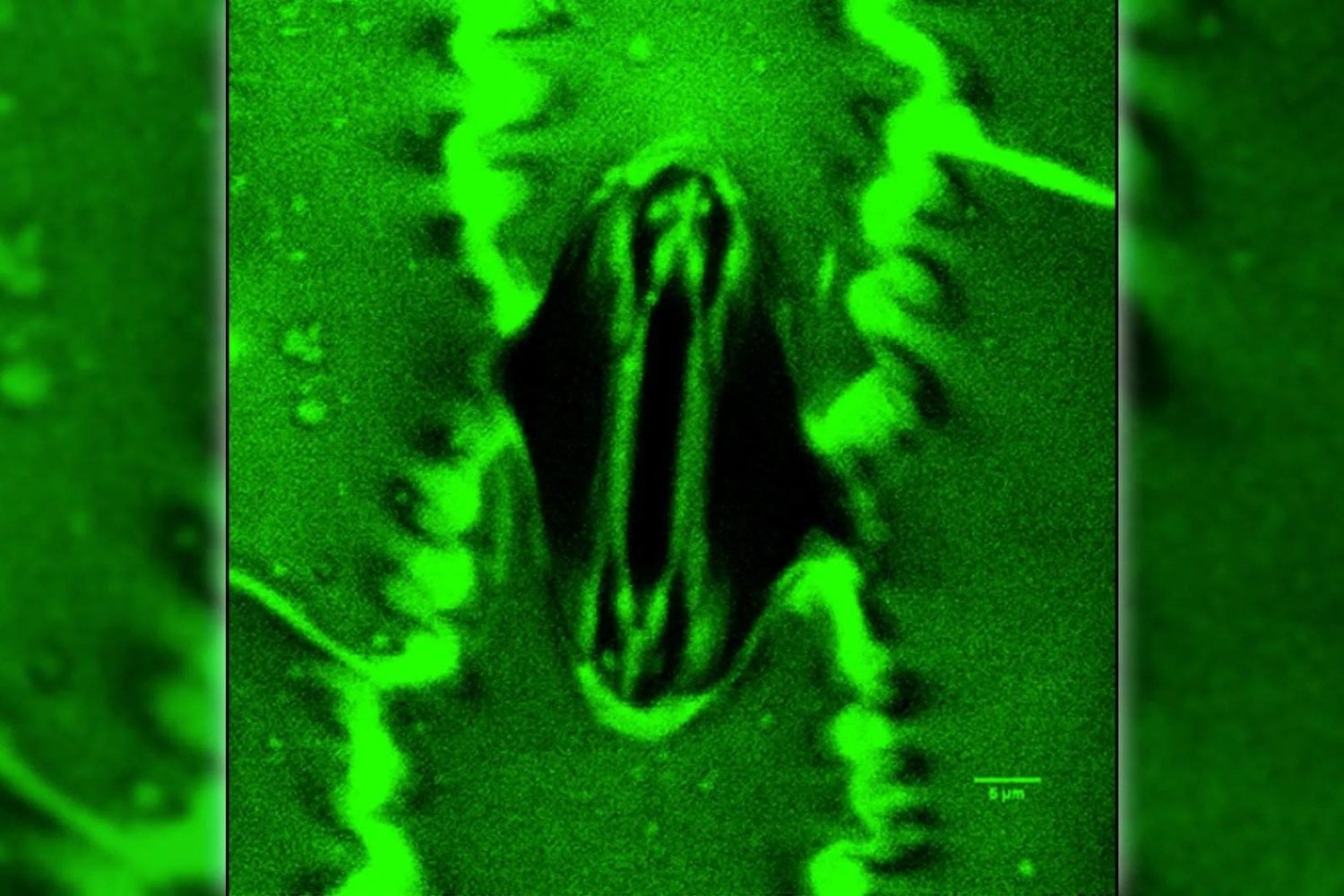 Las plantas no pueden escapar cuando llega una ola de calor, así que aprendieron a hacer algo parecido a “sudar”. Ahora sabemos qué interruptor molecular les permite hacerlo