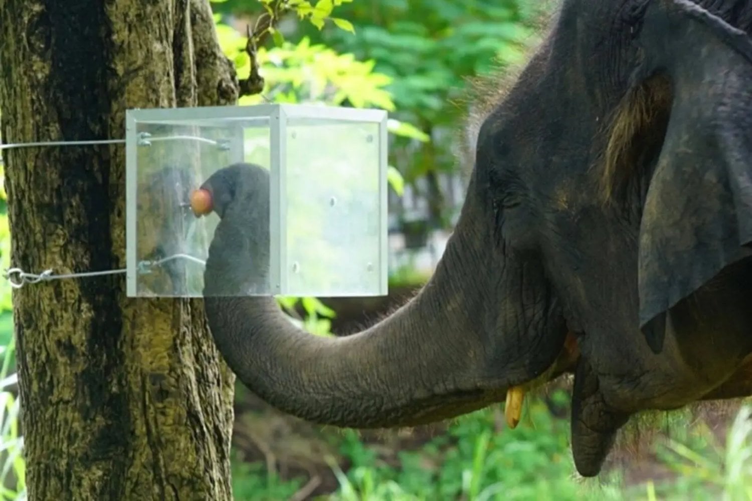 Los elefantes no solo recuerdan qué funciona: también saben dejar de hacerlo cuando deja de servir. Un experimento en Tailandia acaba de revelar una forma de autocontrol que hasta ahora apenas habíamos podido medir