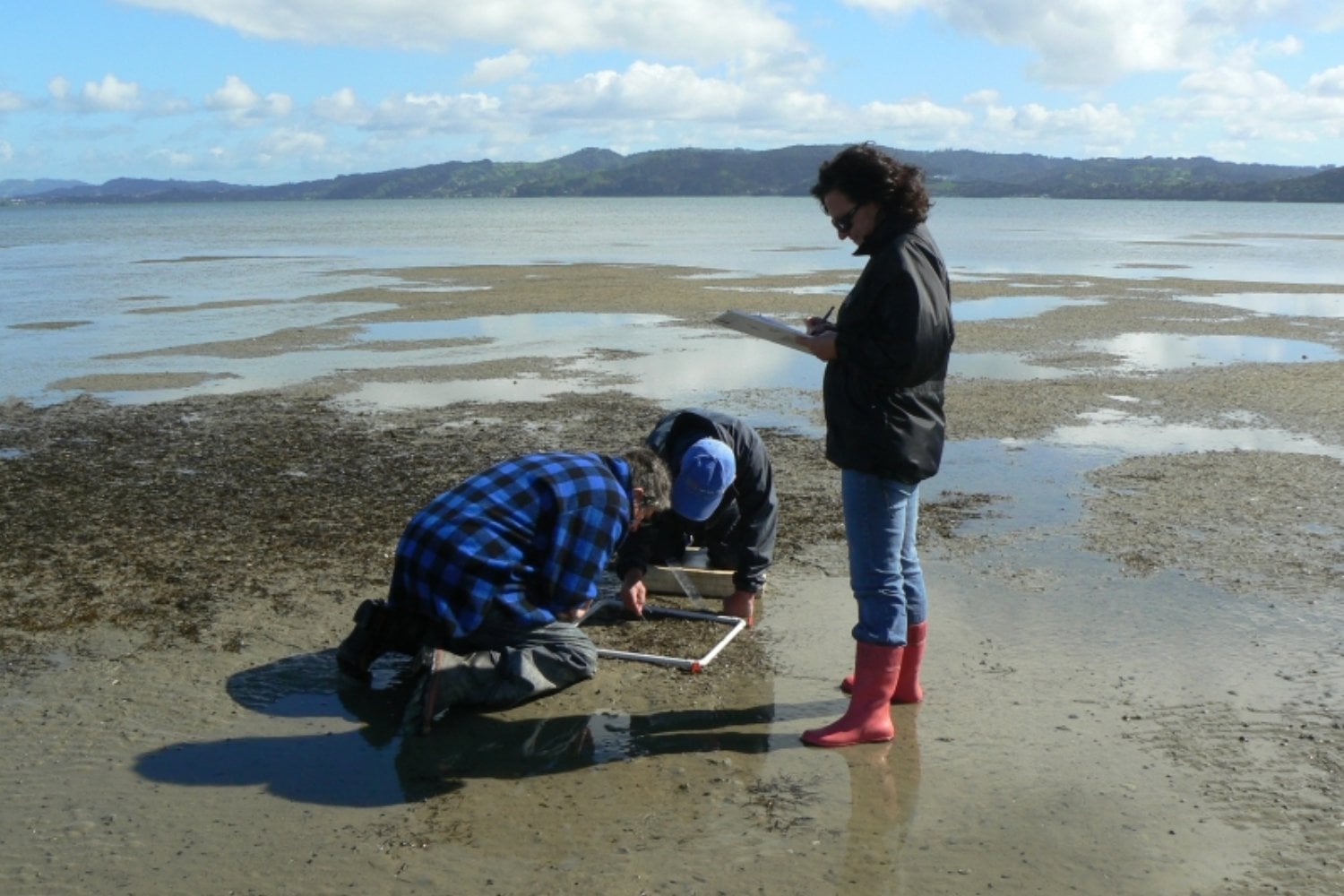 Científicos plantaron una pradera de plástico en el fondo del mar para ver qué hacían los peces. Más de 19 especies se instalaron allí y dejaron una pista inesperada sobre lo que realmente buscan en un ecosistema