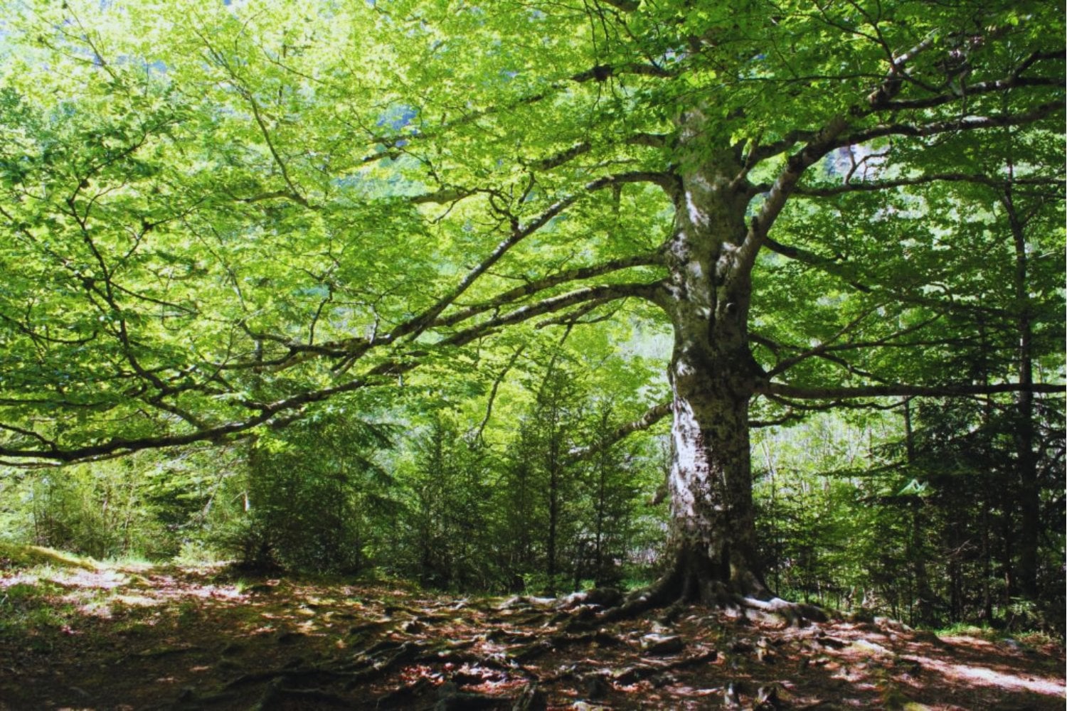 Las plantas no pueden escapar cuando llega una ola de calor, así que aprendieron a hacer algo parecido a “sudar”. Ahora sabemos qué interruptor molecular les permite hacerlo