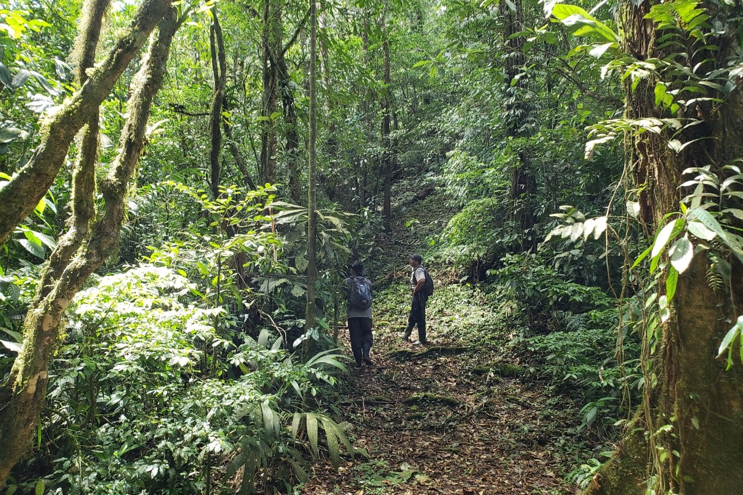 Costa Rica llegó a perder casi tres de cada cuatro hectáreas de bosque que tenía en los años 40. Hoy más del 60% del país vuelve a estar cubierto de árboles y una idea lo cambió todo: pagar por no talarlos
