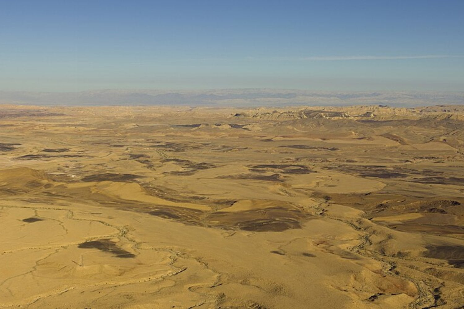 En 1982 Israel empezó a liberar 28 asnos salvajes en pleno desierto del Néguev. Cuatro décadas después son más de 300 y han recolonizado un territorio del que habían desaparecido