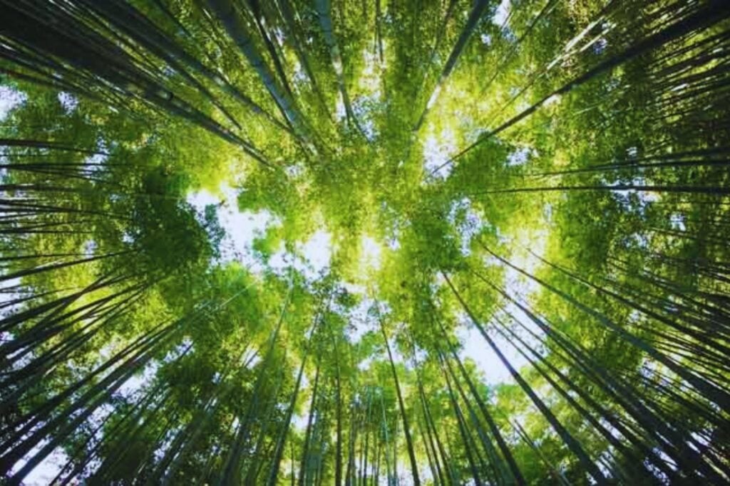 Las plantas no pueden escapar cuando llega una ola de calor, así que aprendieron a hacer algo parecido a “sudar”. Ahora sabemos qué interruptor molecular les permite hacerlo