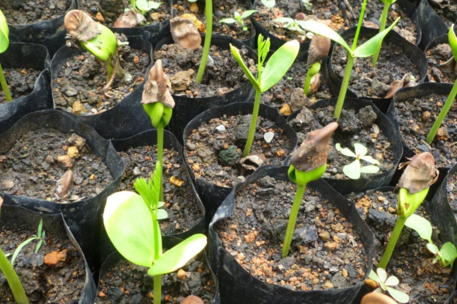 Costa Rica llegó a perder casi tres de cada cuatro hectáreas de bosque que tenía en los años 40. Hoy más del 60% del país vuelve a estar cubierto de árboles y una idea lo cambió todo: pagar por no talarlos