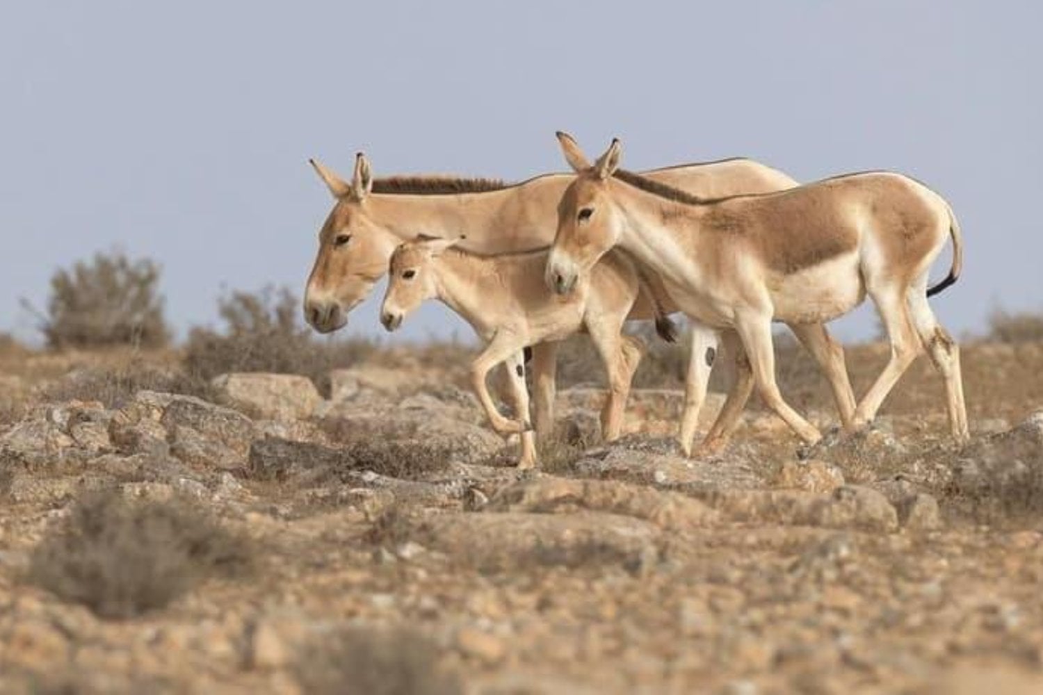 En 1982 Israel empezó a liberar 28 asnos salvajes en pleno desierto del Néguev. Cuatro décadas después son más de 300 y han recolonizado un territorio del que habían desaparecido
