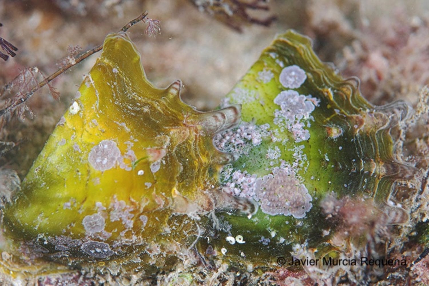 Hace 150 años una ostra tropical entró en el Mediterráneo por una puerta que acababa de abrir el ser humano. Ahora el calentamiento del mar le está permitiendo avanzar por España