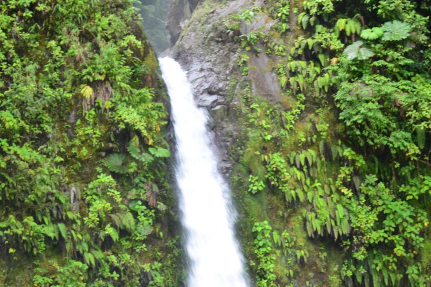 Costa Rica llegó a perder casi tres de cada cuatro hectáreas de bosque que tenía en los años 40. Hoy más del 60% del país vuelve a estar cubierto de árboles y una idea lo cambió todo: pagar por no talarlos
