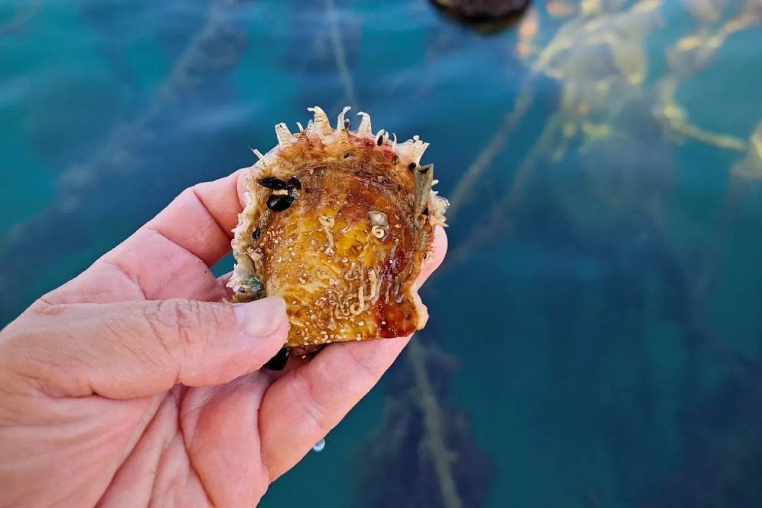 Hace 150 años una ostra tropical entró en el Mediterráneo por una puerta que acababa de abrir el ser humano. Ahora el calentamiento del mar le está permitiendo avanzar por España