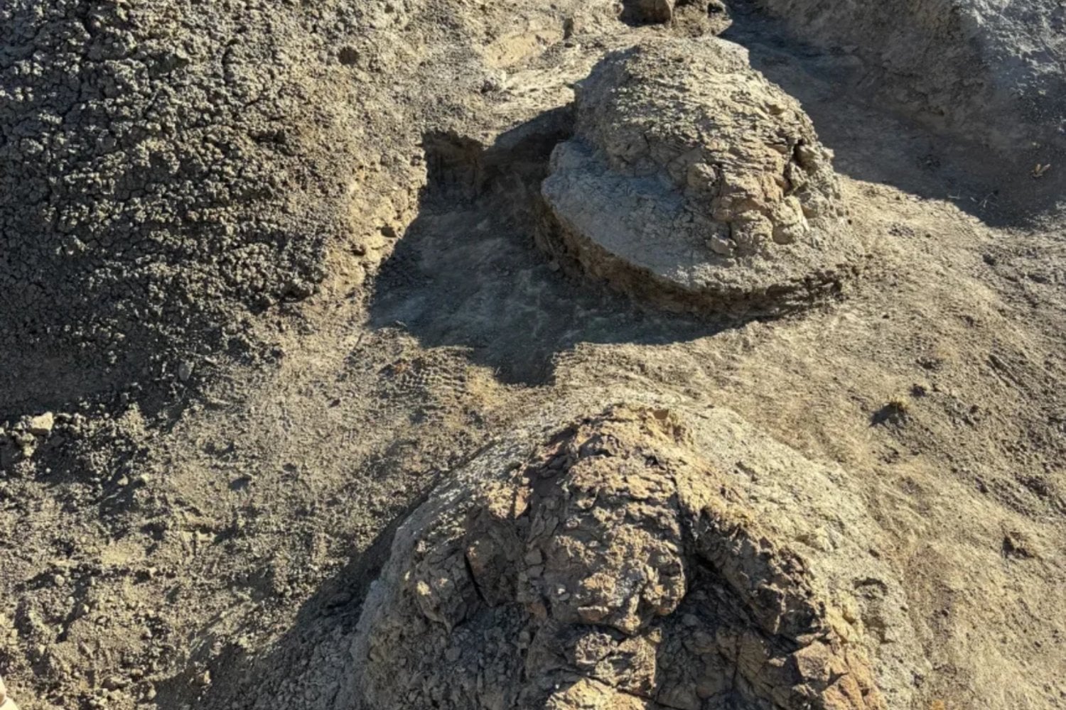 Un profesor encontró dos huellas gigantes en Dakota del Norte. 66,5 millones de años después, resultaron ser el primer rastro conocido de un T. rex adulto