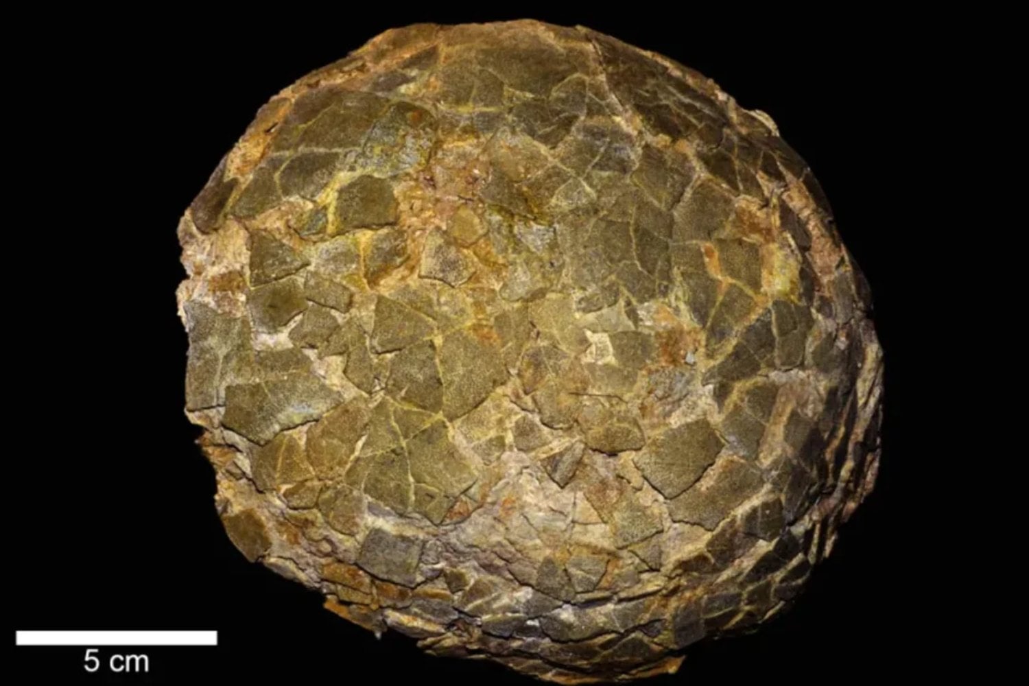Los dinosaurios más grandes que pisaron la Tierra tenían un problema: algunos podían pesar 75 toneladas y sentarse sobre sus huevos era imposible. En Latinoamérica han encontrado la pista de cómo los incubaban sin aplastarlos