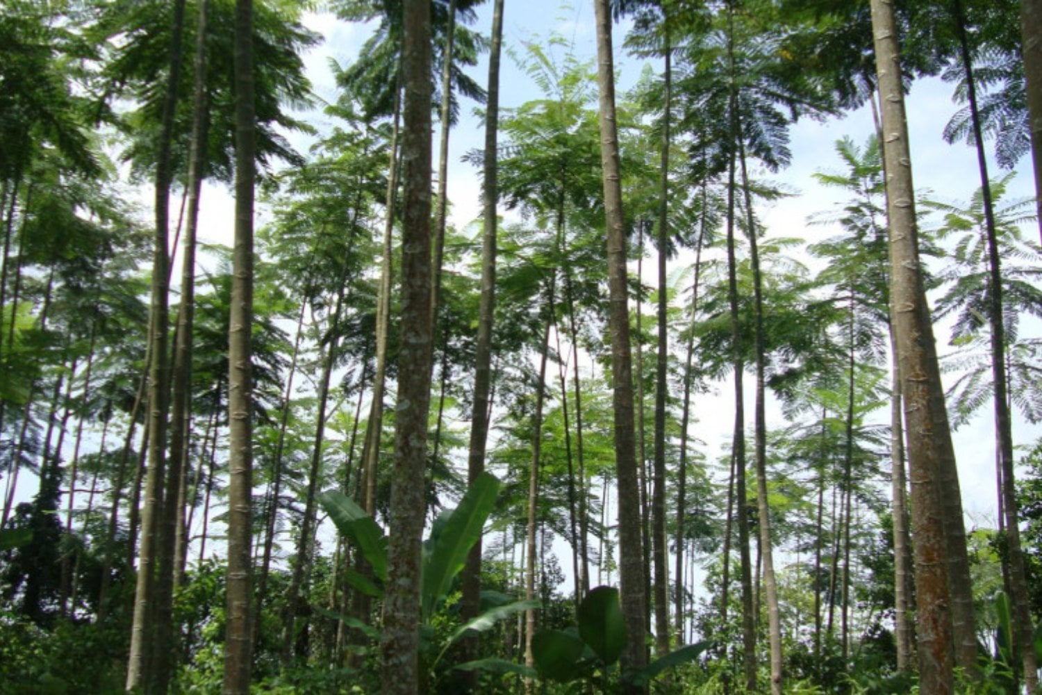 Costa Rica llegó a perder casi tres de cada cuatro hectáreas de bosque que tenía en los años 40. Hoy más del 60% del país vuelve a estar cubierto de árboles y una idea lo cambió todo: pagar por no talarlos
