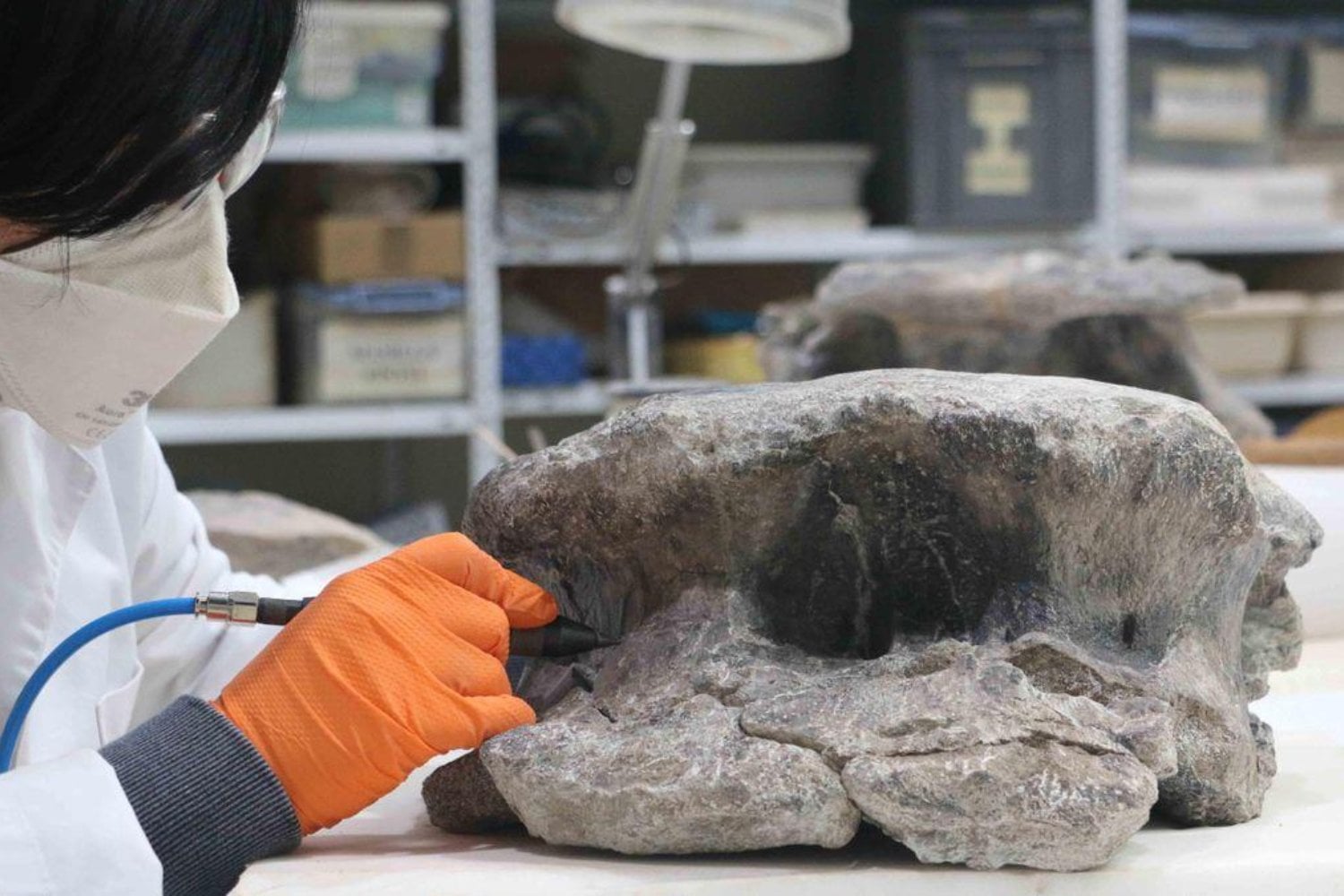 Durante casi 150 años, el Diplodocus parecía un gigante exclusivo de Norteamérica. 14 vértebras encontradas en Teruel acaban de demostrar que también llegó a Europa y cambian lo que sabíamos sobre sus viajes por el Jurásico