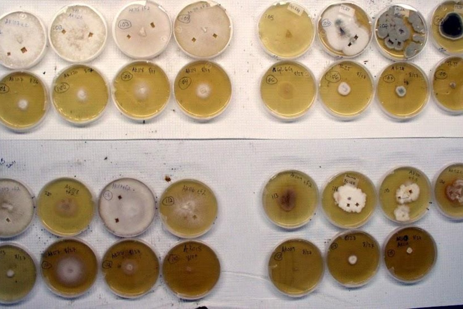 Extrajeron agua de pozos de gas a más de 500 metros bajo Michigan. Cada mililitro contenía miles de hongos y algunos podrían pertenecer a linajes nunca descritos